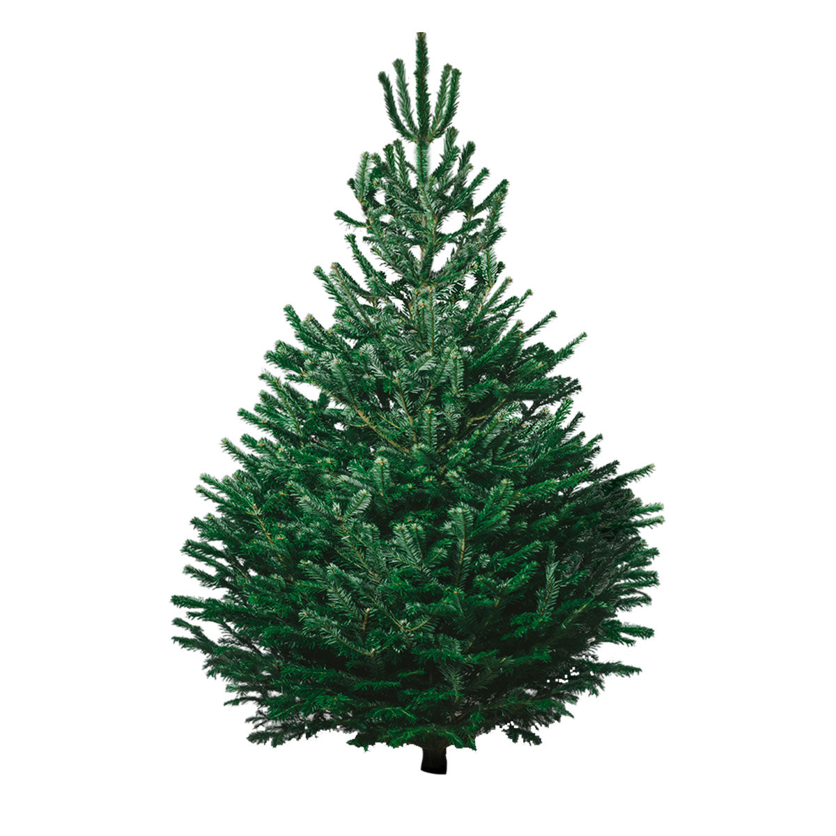 Christmas Tree Size Xtra Large 175cm 210cm CHRISTMAS TREE HONG KONG