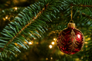 Noble Fir - Premium Christmas Tree