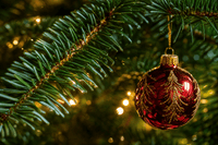 Noble Fir - Premium Christmas Tree
