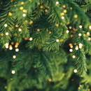 Douglas Fir - Premium Christmas Tree