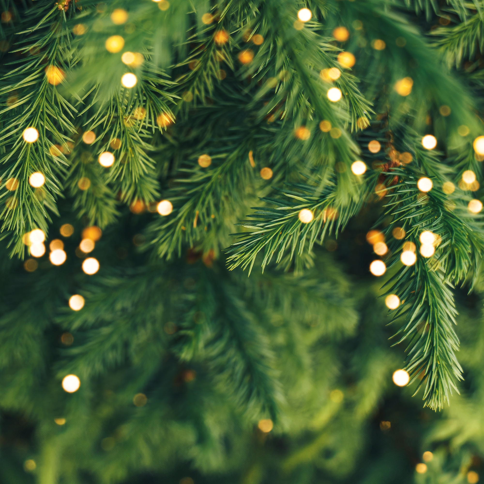 Douglas Fir - Premium Christmas Tree