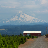 Douglas Fir - Premium Christmas Tree