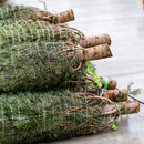 Douglas Fir - Premium Christmas Tree