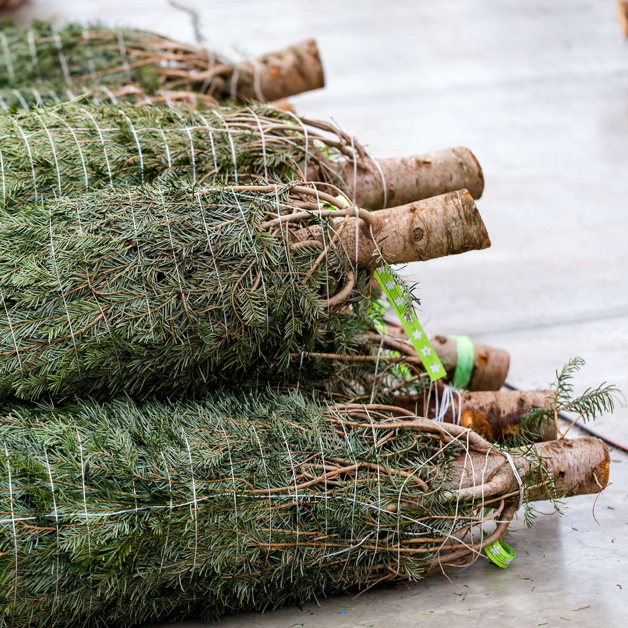 Douglas Fir - Premium Christmas Tree