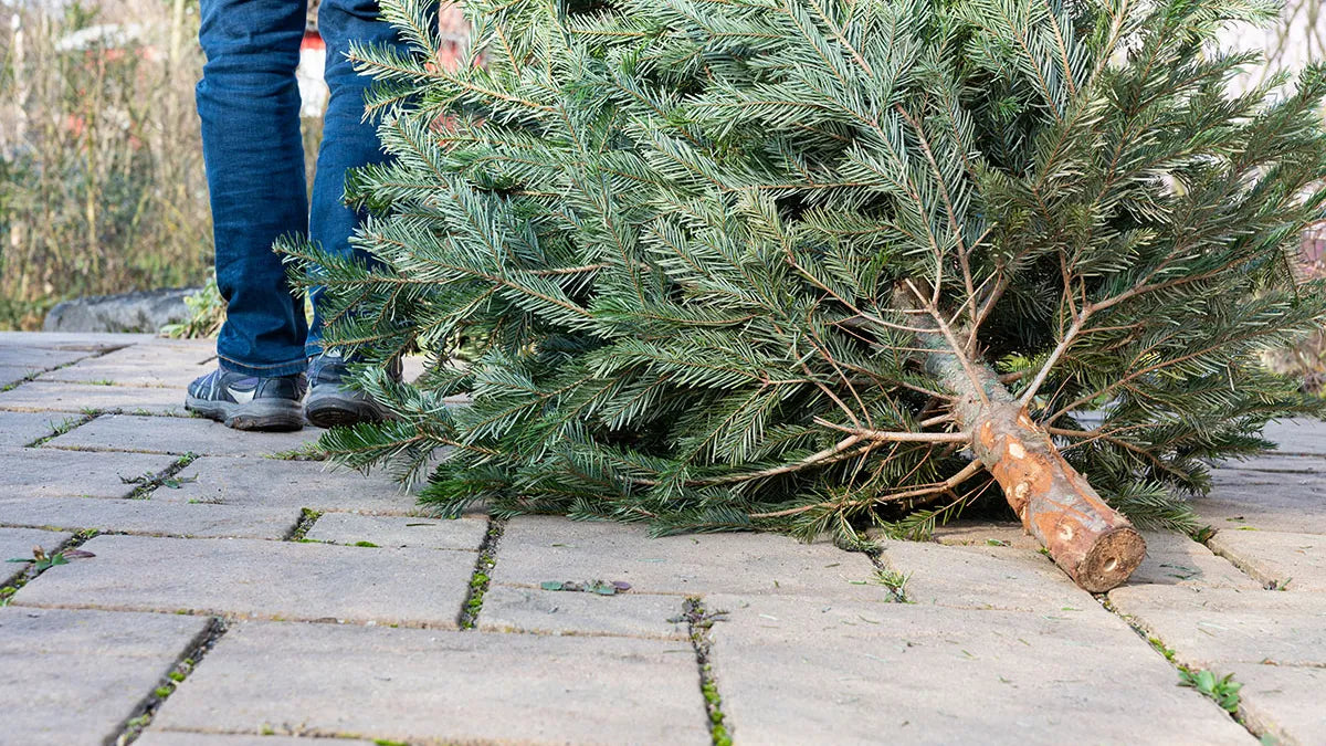 Christmas Tree Recycling Service