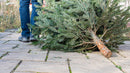 Christmas Tree Recycling Service
