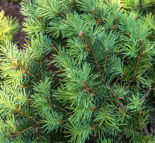 Douglas Fir - Premium Christmas Tree