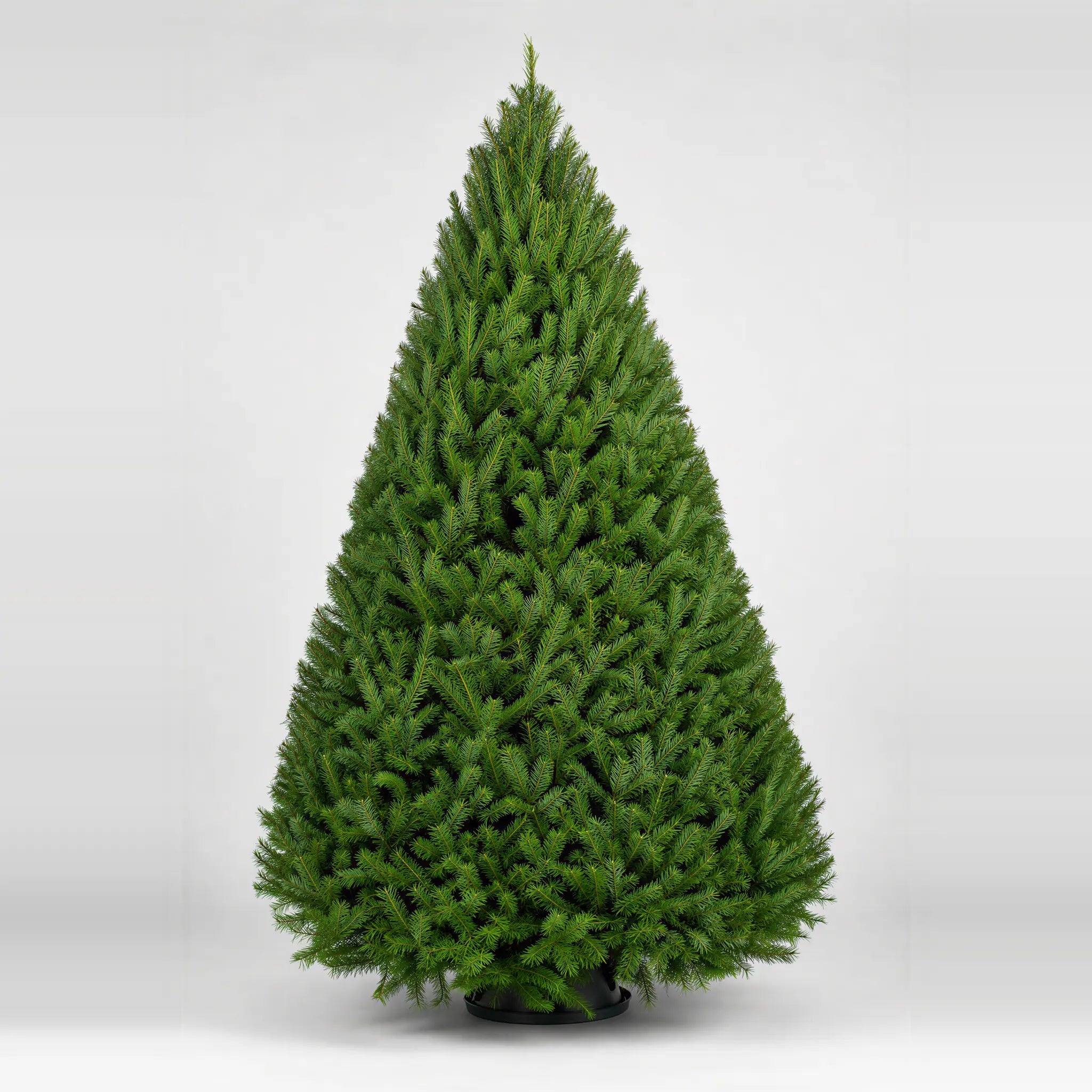 Douglas Fir - Premium Christmas Tree