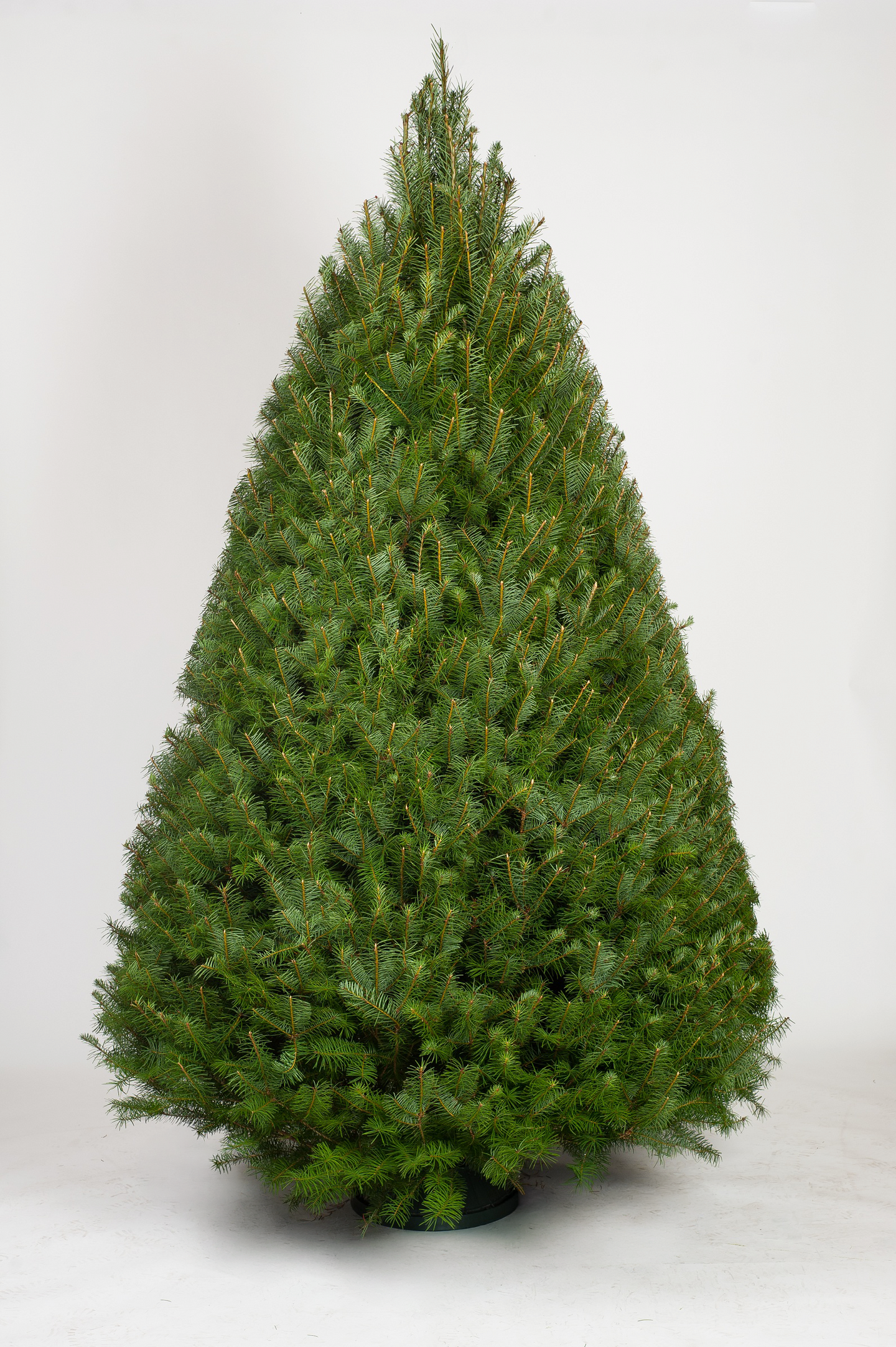 Douglas Fir - Real Christmas Tree -  Size Xtra Large 6'ft - 7'ft