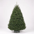 Noble Fir – Premium Christmas Tree