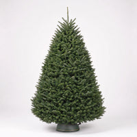 Noble Fir – Premium Christmas Tree