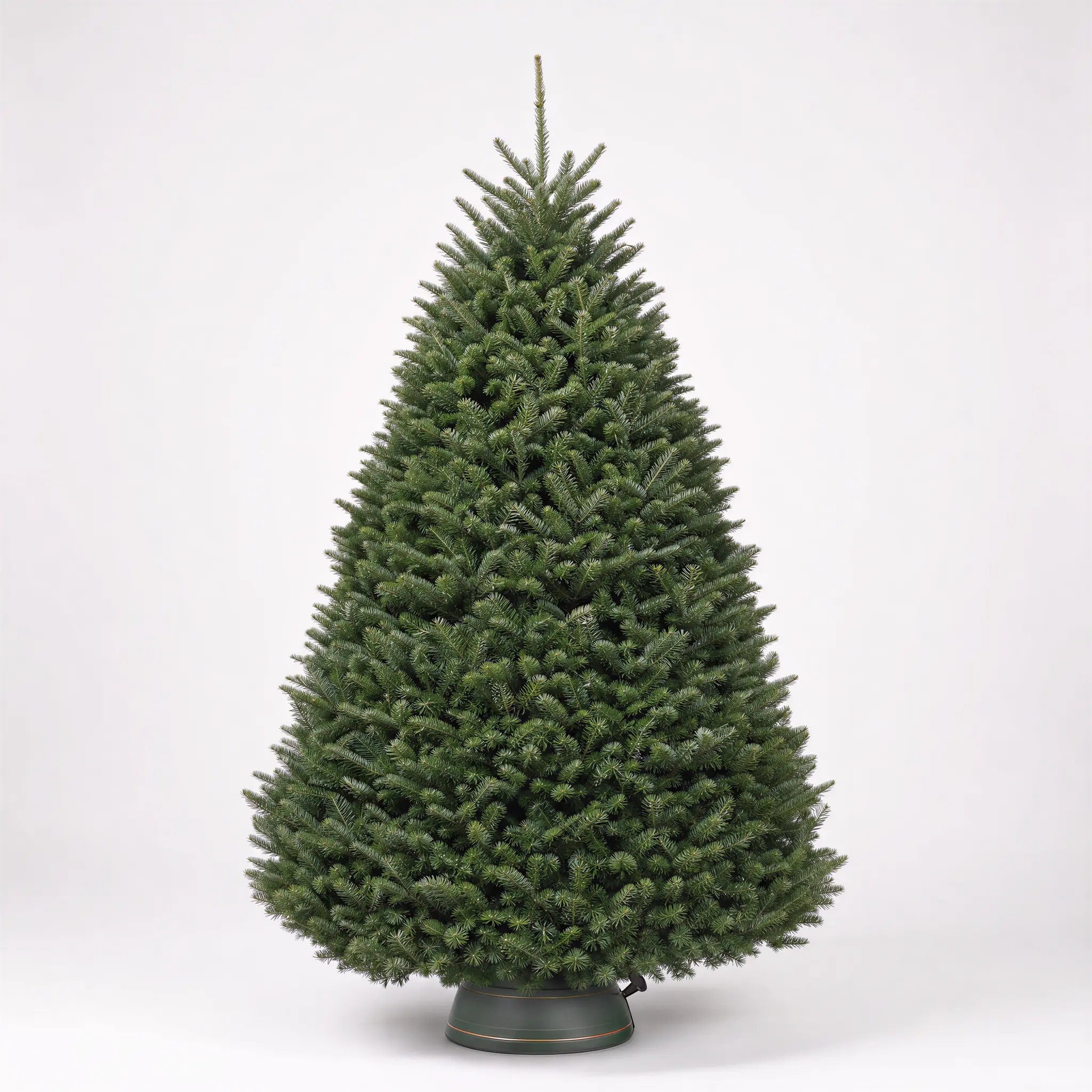 Noble Fir - Premium Christmas Tree