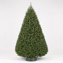 Douglas Fir – Premium Christmas Tree