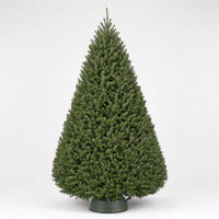 Douglas Fir – Premium Christmas Tree