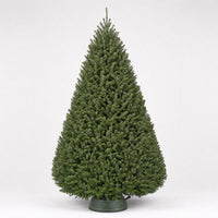 Douglas Fir - Premium Christmas Tree