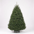 Noble Fir - Premium Christmas Tree
