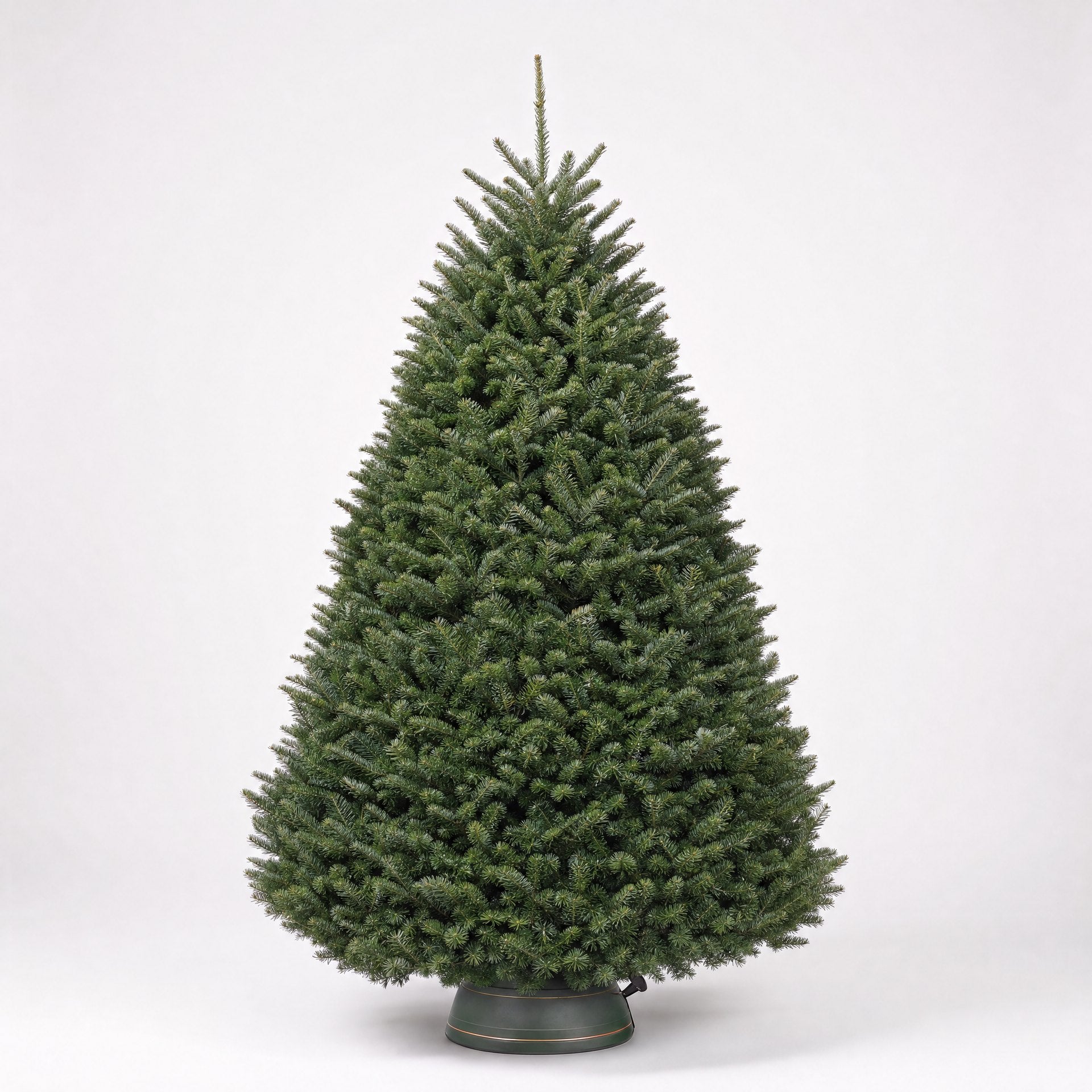 Noble Fir - Premium Christmas Tree