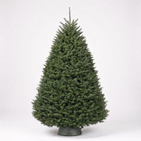 Noble Fir - Premium Christmas Tree