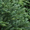 Noble Fir - Premium Christmas Tree