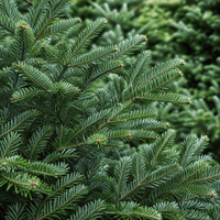 Noble Fir - Premium Christmas Tree