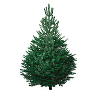 Christmas Tree Size Xtra Large 175cm - 210cm - CHRISTMAS TREE HONG KONG